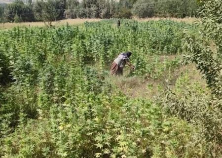 طالبان عملیات گسترده برای تخریب کشتزارهای چرس در بدخشان را آغاز کردند