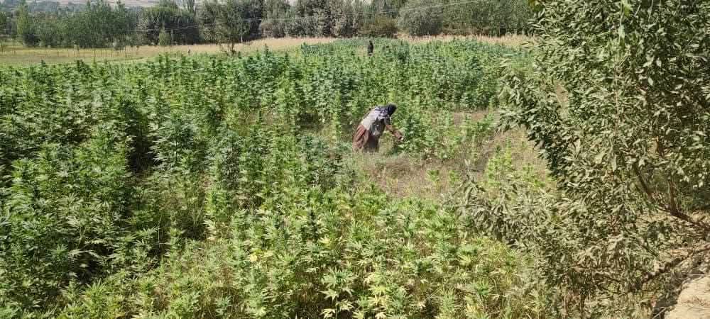 طالبان عملیات گسترده برای تخریب کشتزارهای چرس در بدخشان را آغاز کردند