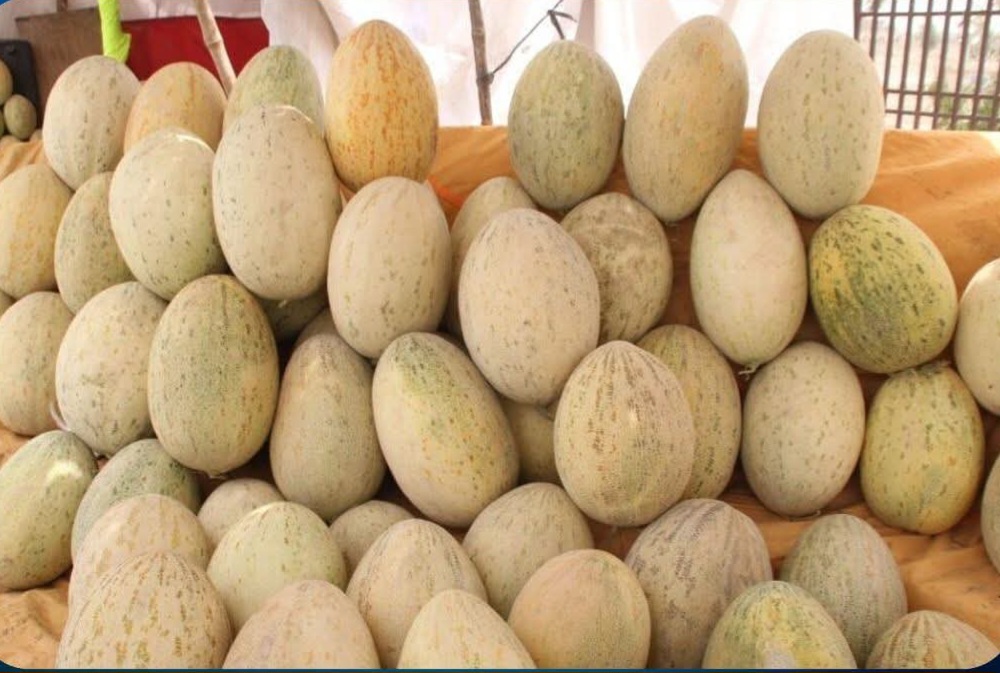 افزایش ۱۵ درصدی حاصلات خربزه در کندز؛ بیش از ۱۰۹ هزار تُن برداشت شد