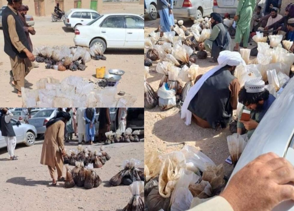دوگانگی طالبان در برخورد با کشت خشخاش؛ سرکوب در بدخشان، آزادی در بادغیس   