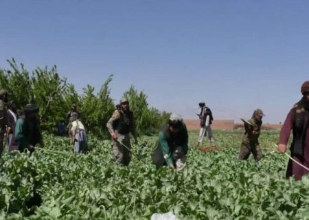 پولیس مبارزه با مواد مخدر بغلان ۵۱ جریب زمین زیر کشت کوکنار را تخریب کرد