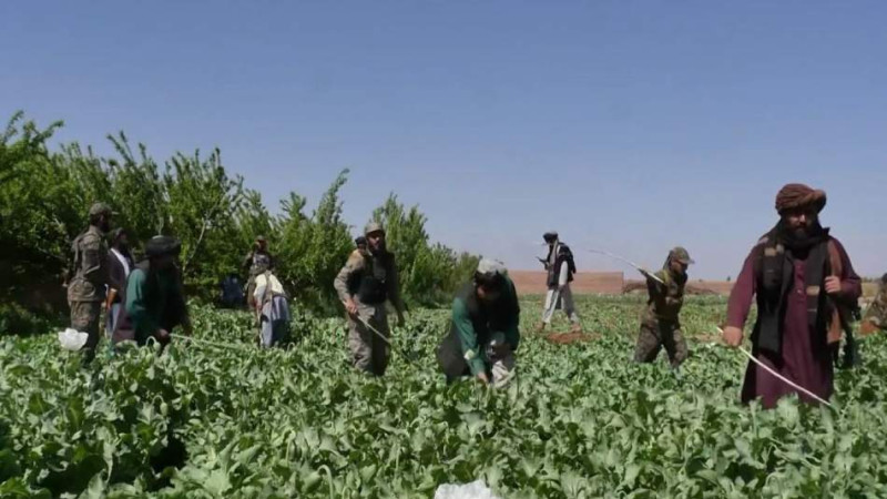 پولیس مبارزه با مواد مخدر بغلان ۵۱ جریب زمین زیر کشت کوکنار را تخریب کرد