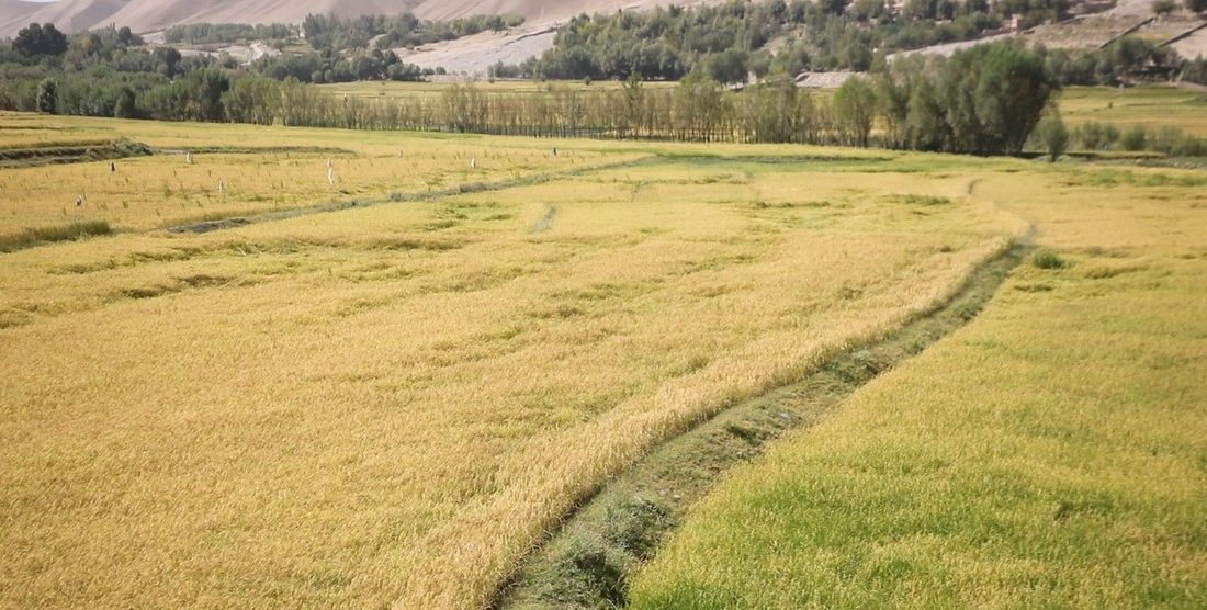 تولید شالی در کندز به ۱۷۷ هزار متریک تن رسید؛ رشد قابل توجه نسبت به سال گذشته