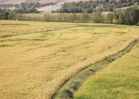 تولید شالی در کندز به ۱۷۷ هزار متریک تن رسید؛ رشد قابل توجه نسبت به سال گذشته