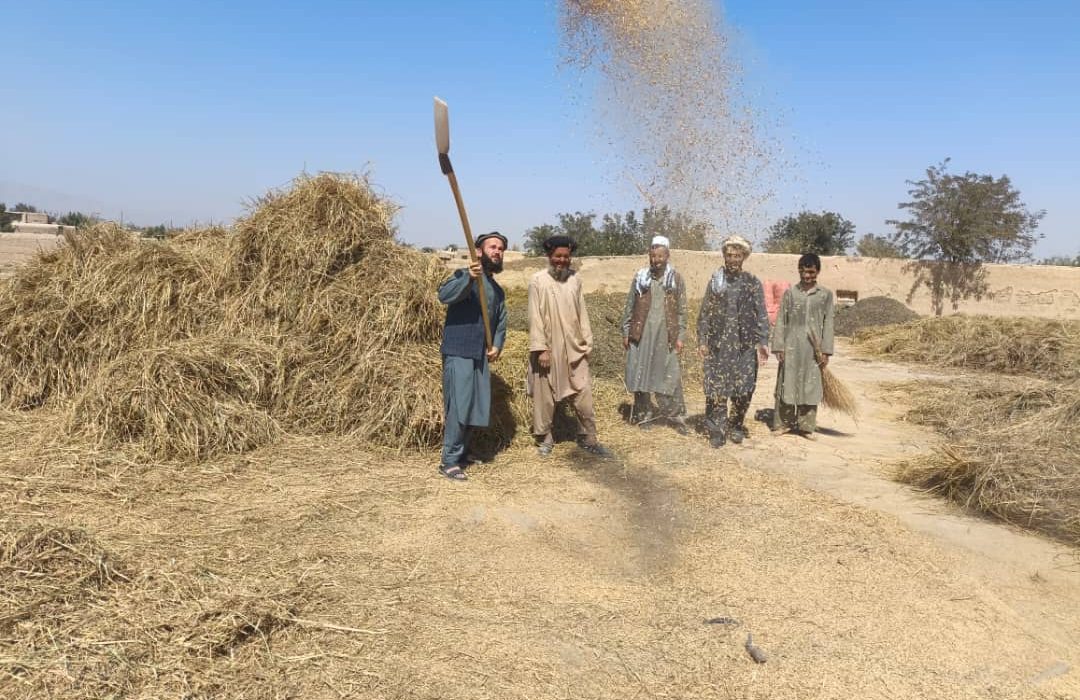 ۲۰۰ قطعه نمایشی شالی در تخار برای بهبود تولیدات زراعتی ایجاد شد