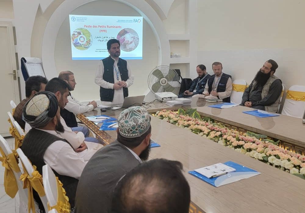 توزیع ۱۳۰ هزار دوز واکسین طاعون بزی در بغلان با همکاری سازمان ملل