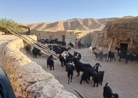 واکسین‌ شدن بیش از ۸ هزار رأس بز و گوسفند در تخار