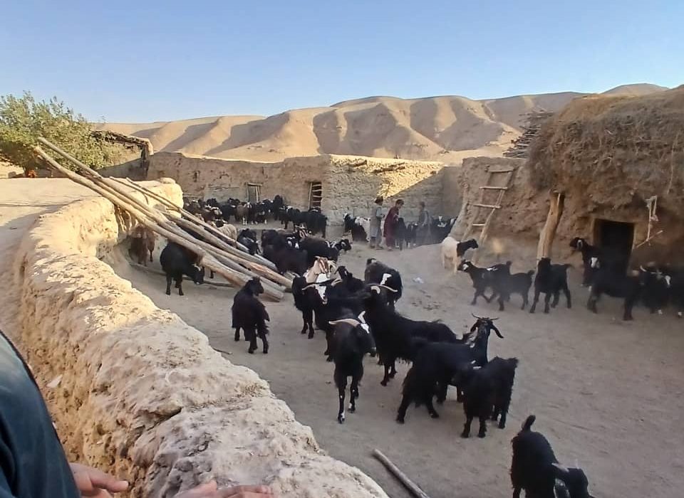 واکسین شدن بیش از ۸ هزار رأس بز و گوسفند در تخار