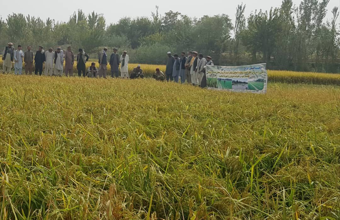 رئیس زراعت تخار از مدیریت خدمات زراعتی و مالداری ولسوالی بنگی بازدید کرد