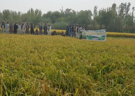 رئیس زراعت تخار از مدیریت خدمات زراعتی و مالداری ولسوالی بنگی بازدید کرد