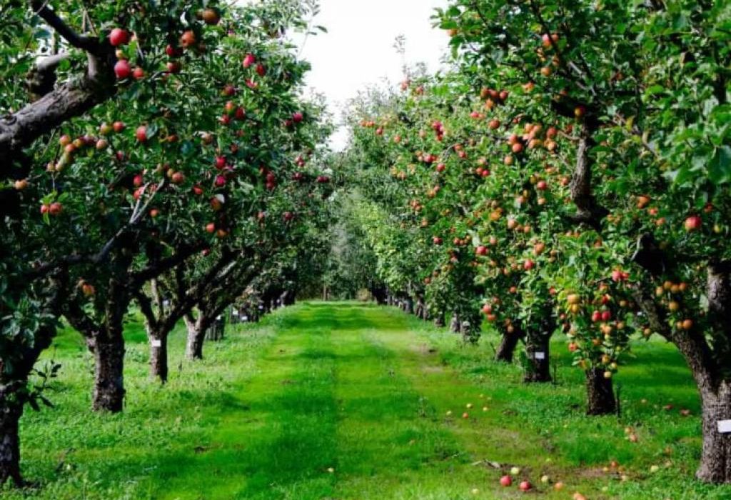 افزایش حاصلات سیب در پنجشیر؛ زحمت کشاورزان در سایه بیپشتیبانی حکومت طالبان
