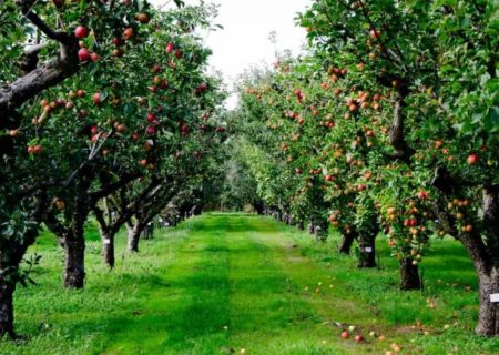 افزایش حاصلات سیب در پنجشیر؛ زحمت کشاورزان در سایه بی‌پشتیبانی حکومت طالبان
