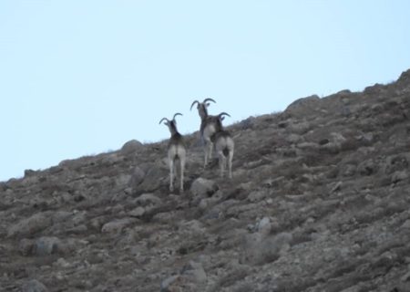 اداره ملی حفاظت محیط زیست: کاهش گونه‌های حیاتی و تخریب زیست‌محیطی در ولایتهای بدخشان، بغلان و تخار 