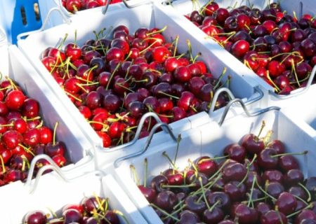 بیش از ۱۲۰۰ تُن گیلاس از ولایت پنجشیر به کشورهای مختلف جهان صادر شد