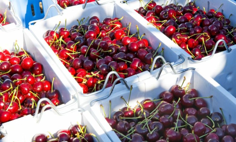 بیش از ۱۲۰۰ تُن گیلاس از ولایت پنجشیر به کشورهای مختلف جهان صادر شد