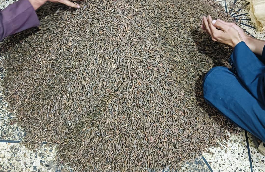 برداشت بیش از ۹۰ تُن جلغوزه از جنگلهای طبیعی ننگرهار