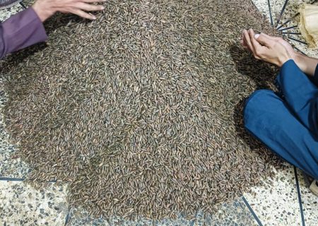 برداشت بیش از ۹۰ تُن جلغوزه از جنگل‌های طبیعی ننگرهار