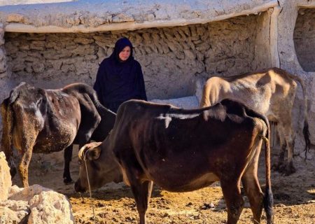 برنامه انکشافی سازمان ملل (UNDP) از زنان خودسرپرست در غزنی برای پرورش دام حمایت می‌کند