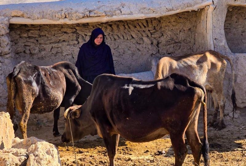 برنامه انکشافی سازمان ملل (UNDP) از زنان خودسرپرست در غزنی برای پرورش دام حمایت می‌کند