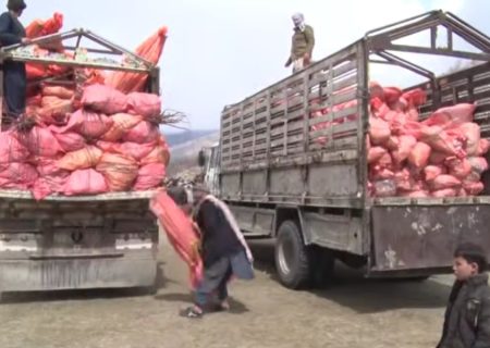 ریاست زراعت بدخشان برنامه بزرگ توزیع ۳۰هزار نهال‌ مثمر را در شش ولسوالی آغاز کرد