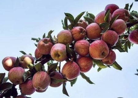 افزایش ۱۲ درصدی حاصلات سیب در بغلان؛ برداشت بیش از ۶۶ هزار تُن در سال جاری