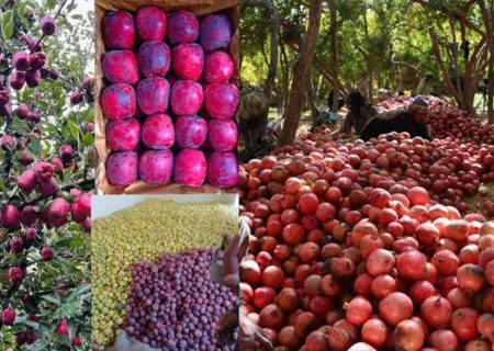 اوزبیکستان دروازه صادرات میوه و سبزیجات افغانستان به روسیه، چین و هند می‌شود