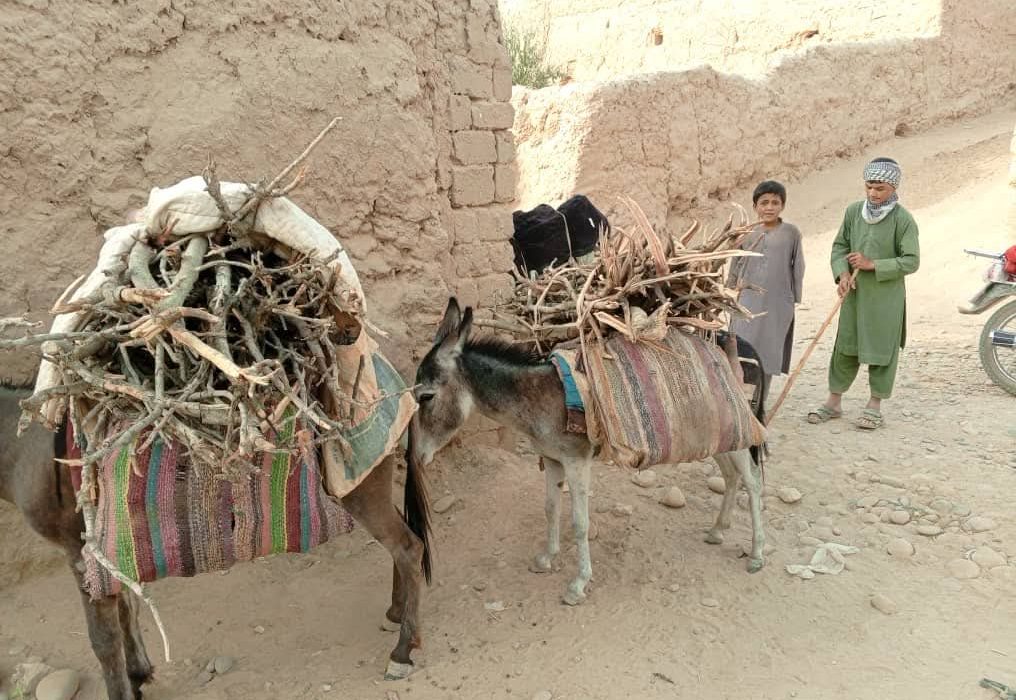 جلوگیری از قطع جنگلهای پسته در ولسوالی دشت ارچی ولایت کندز