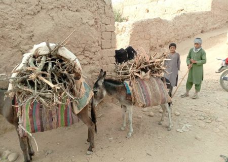 جلوگیری از قطع جنگل‌های پسته در ولسوالی دشت ارچی ولایت کندز