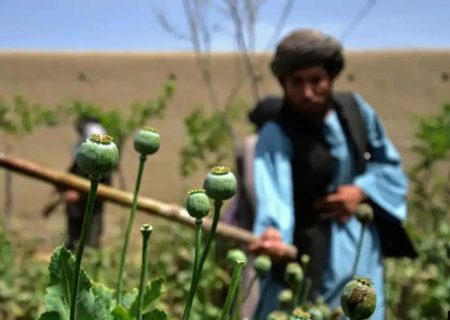 کاهش چشمگیر کشت خشخاش در افغانستان؛ تولید تریاک ۳۲ درصد کمتر شده است