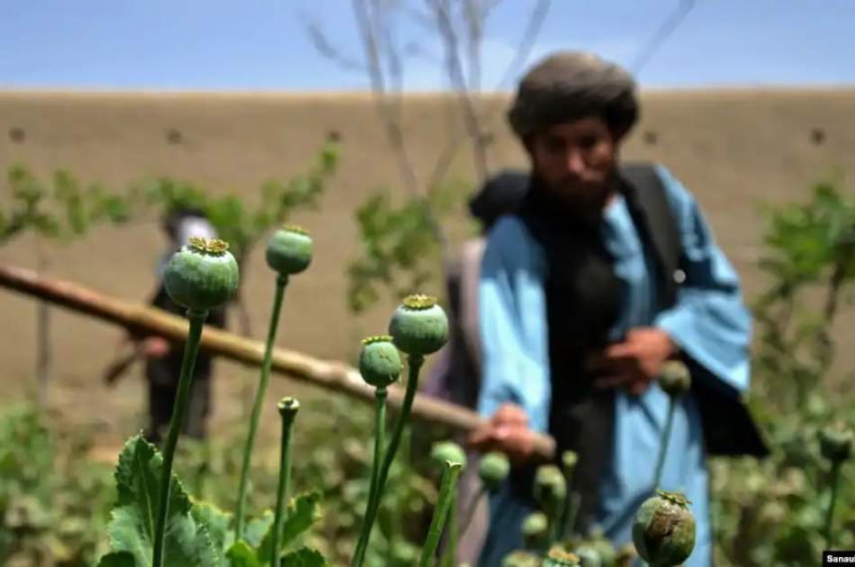 کاهش چشمگیر کشت خشخاش در افغانستان؛ تولید تریاک ۳۲ درصد کمتر شده است