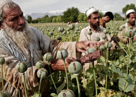 سازمان ملل: کشت‌های بدیل نتوانسته‌اند خسارت ممنوعیت کوکنار را برای دهقانان شمال افغانستان جبران کنند