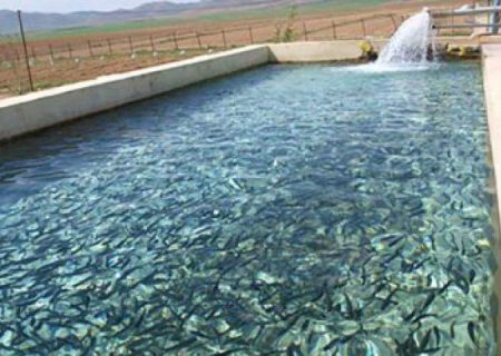 رونق بازار ماهی داخلی در هرات با توقف واردات از پاکستان