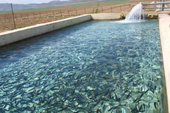 رونق بازار ماهی داخلی در هرات با توقف واردات از پاکستان