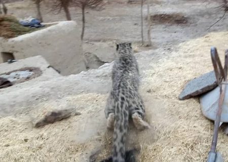 پلنگ برفی مهاجم پس از سه حمله پیاپی در واخان بدخشان زنده‌گیری و به طبیعت بازگردانده شد