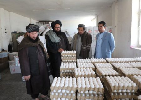 خودکفایی ولایت هرات در تولید گوشت مرغ و تخم‌مرغ