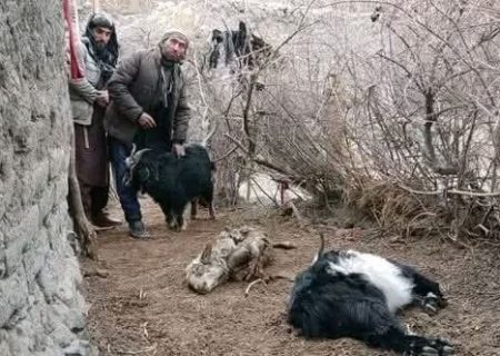 حمله دوباره پلنگ برفی به مواشی در واخان بدخشان