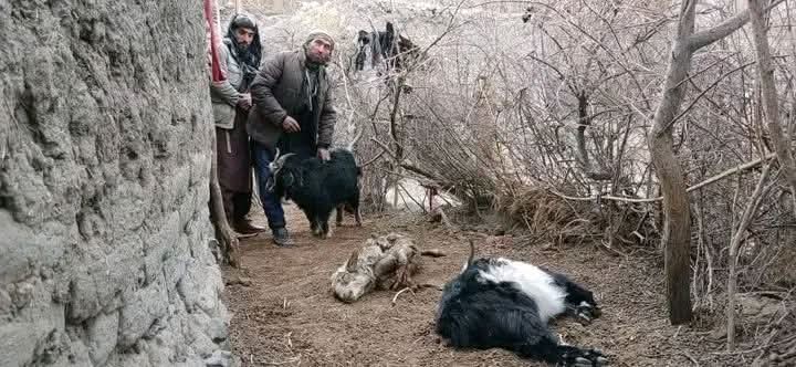 حمله دوباره پلنگ برفی به مواشی در واخان بدخشان