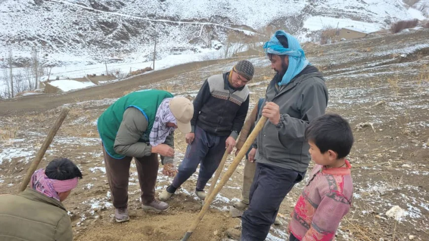 آغاز کارزار گسترده کاشت بادام و بذرهای جنگلی در تمام ولسوالیهای بامیان