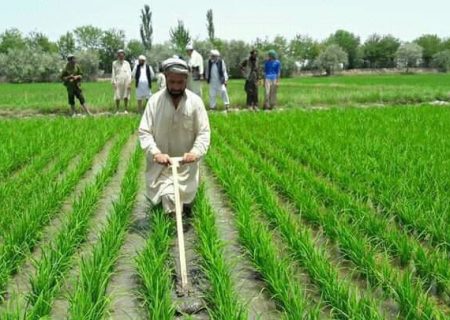 افزایش ۲ درصدی برداشت برنج در افغانستان؛ تولید به ۴۴۷ هزار متریک تُن رسید