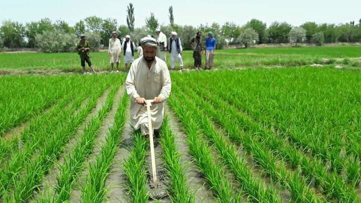 افزایش ۲ درصدی برداشت برنج در افغانستان؛ تولید به ۴۴۷ هزار متریک تُن رسید