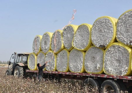نخستین صادرات پنبه افغانستان به روسیه؛ دو محموله آزمایشی به وزن ۴۵ تُن وارد کارخانه‌های ایوانوو شد