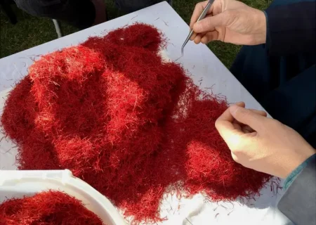 درآمد صادرات زعفران افغانستان به بیش از ۵۴ میلیون دالر رسید