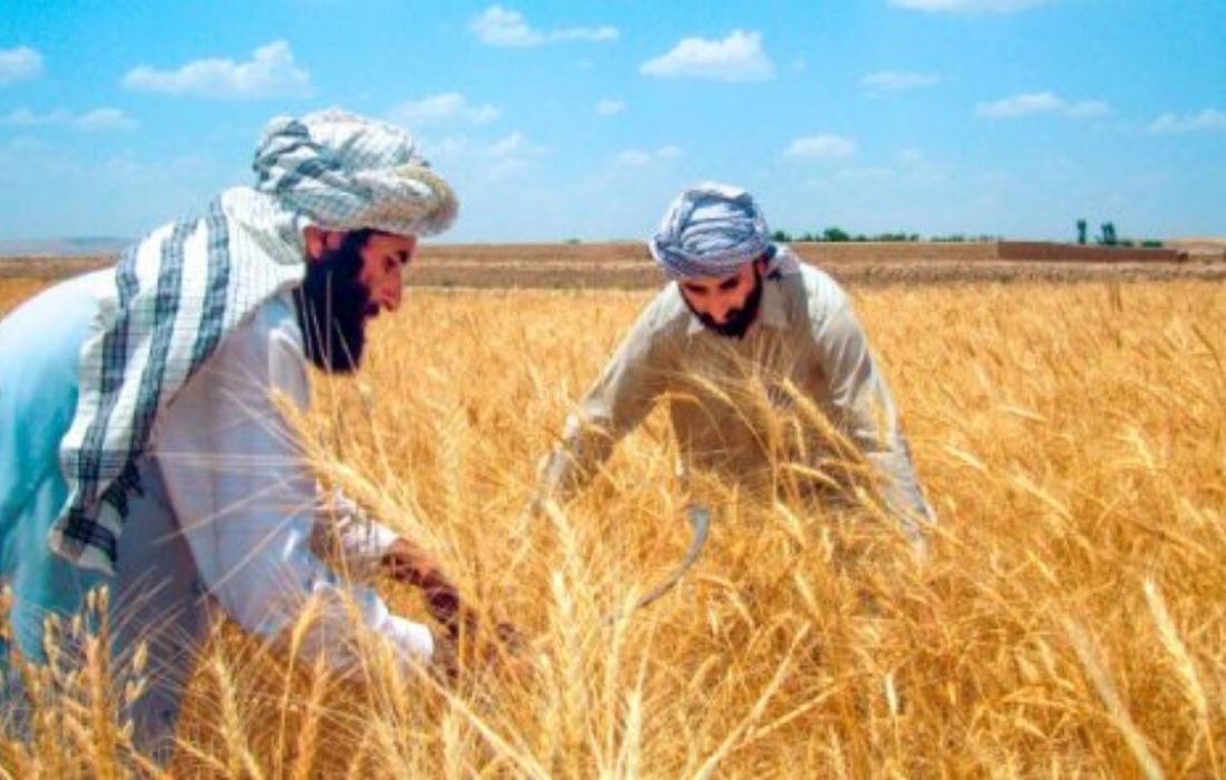 حمدالله فطرت: در یک سال گذشته نزدیک به ۲ میلیارد افغانی کمک مالی به دهاقین و مالداران صورت گرفته است