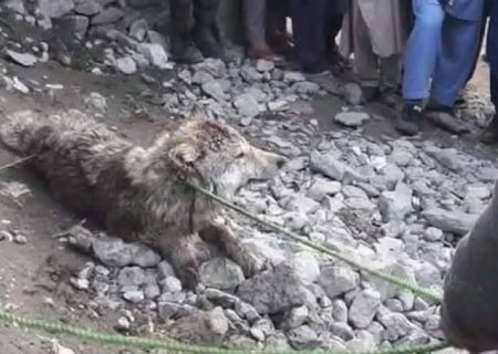 حمله گرگ در کوف‌آب بدخشان سه تن را زخمی کرد