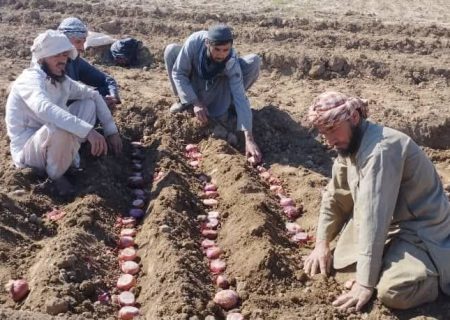 آموزش کشت پیاز تخمی برای دهقانان ولسوالی دند غوری ولایت بغلان ارائه شد