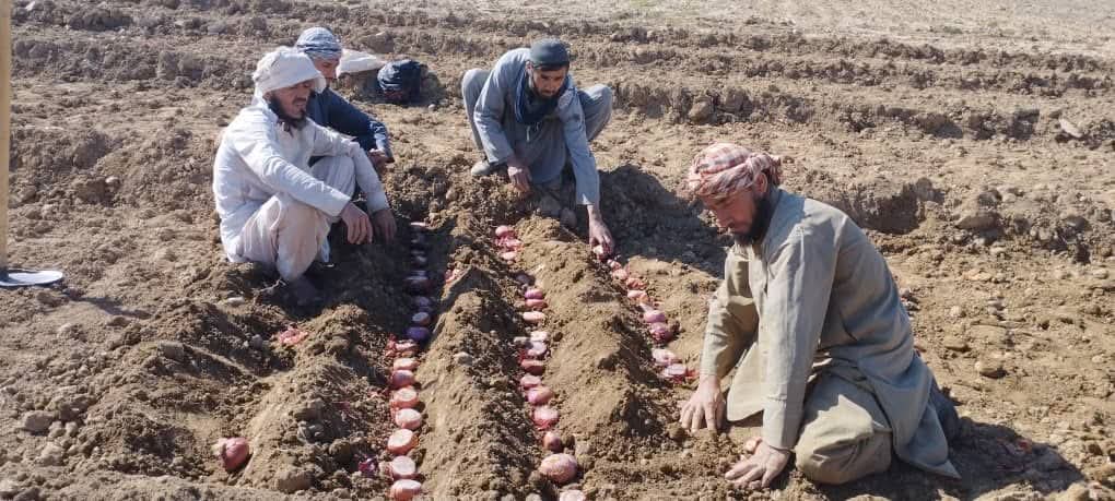 آموزش کشت پیاز تخمی برای دهقانان ولسوالی دند غوری ولایت بغلان ارائه شد