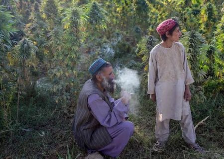 افزایش نگران‌کننده مصرف چرس و داروهای نشه‌آور در افغانستان