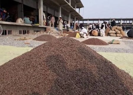 افزایش ۲۵ درصدی صادرات جلغوزه‌ی افغانستان در سال ۲۰۲۵