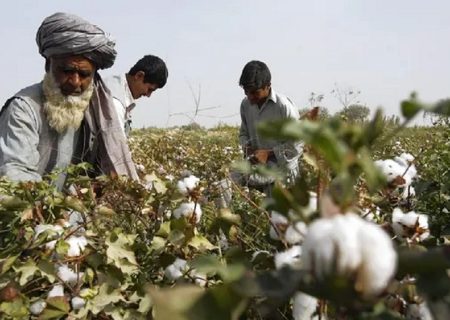 افزایش تولید پنبه در کشور؛ برداشت بیش از ۱۵۸ هزار متریک تُن