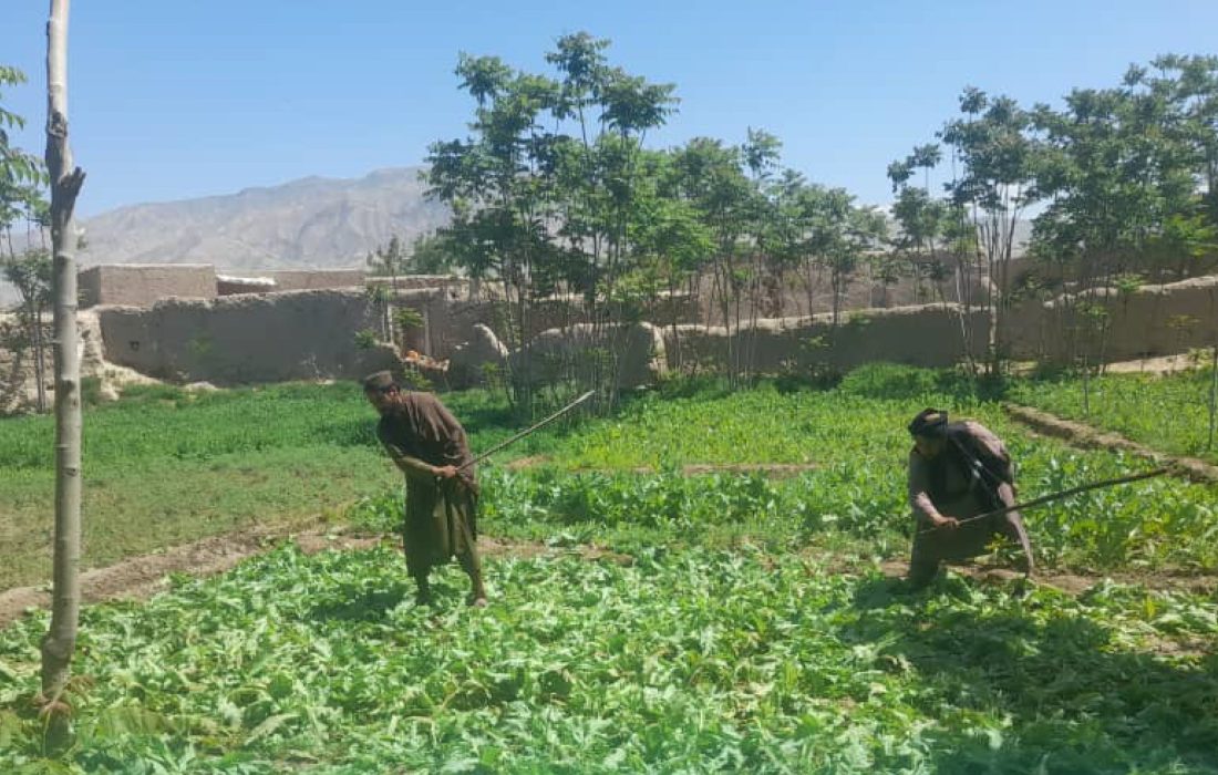 نابودی ۲۴ جریب کشتزار کوکنار در ولایت بغلان